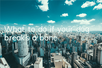 TWhat to do if your dog breaks a bone?