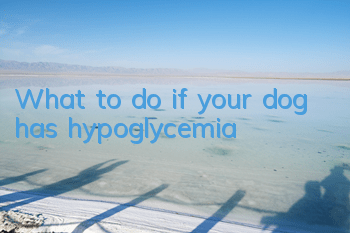 What to do if your dog has hypoglycemia