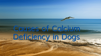 Causes of Calcium Deficiency in Dogs