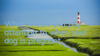TWhat should you pay attention to when your dog is pregnant?