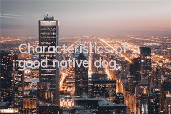 TCharacteristics of a good native dog