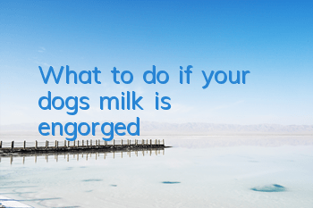 What to do if your dog’s milk is engorged