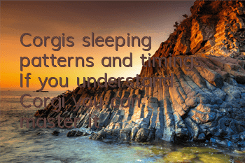 Corgi’s sleeping patterns and timings. If you understand Corgi, you can “master” it!