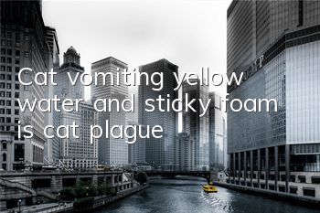 TCat vomiting yellow water and sticky foam is cat plague