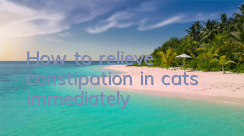 How to relieve constipation in cats immediately