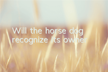 Will the horse dog recognize its owner?