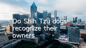 Do Shih Tzu dogs recognize their owners?
