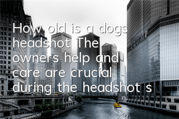 How old is a dog’s headshot? The owner’s help and care are crucial during the headshot stage!