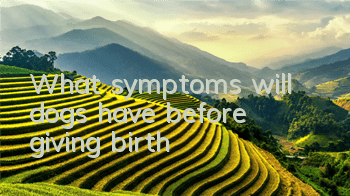 What symptoms will dogs have before giving birth?
