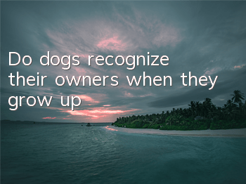 Do dogs recognize their owners when they grow up?
