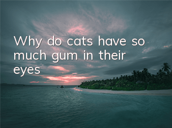 Why do cats have so much gum in their eyes?