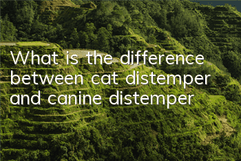 TWhat is the difference between cat distemper and canine distemper?