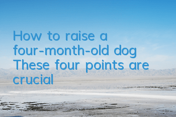 How to raise a four-month-old dog? These four points are crucial!
