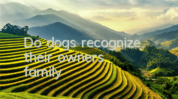 Do dogs recognize their owner’s family?