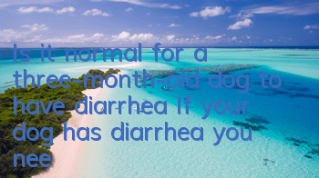 Is it normal for a three-month-old dog to have diarrhea? If your dog has diarrhea, you need to find the cause quickly!