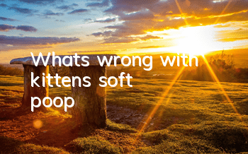 What's wrong with kitten's soft poop?