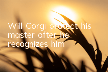 Will Corgi protect his master after he recognizes him?