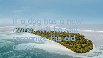 If a dog has a new owner, will he still recognize the old owner?
