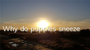 TWhy do puppies sneeze?