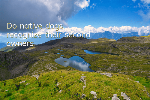 Do native dogs recognize their second owners?