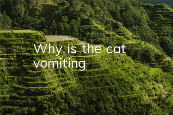 Why is the cat vomiting?
