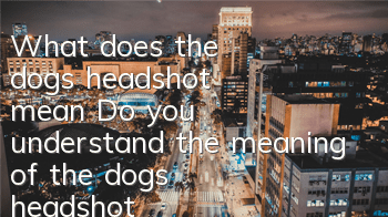 TWhat does the dog's headshot mean? Do you understand the meaning of the dog's headshot?