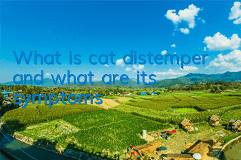 What is cat distemper and what are its symptoms
