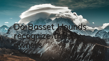 Do Basset Hounds recognize their owners?
