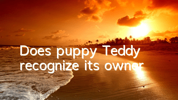 Does puppy Teddy recognize its owner?