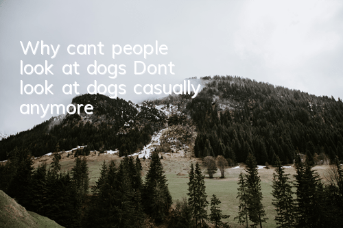 Why can’t people look at dogs? Don’t look at dogs casually anymore!