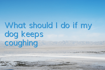 TWhat should I do if my dog ​​keeps coughing?