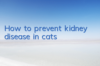 THow to prevent kidney disease in cats