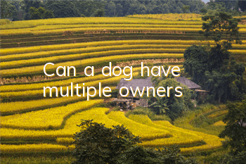 TCan a dog have multiple owners?