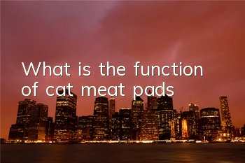 TWhat is the function of cat meat pads?