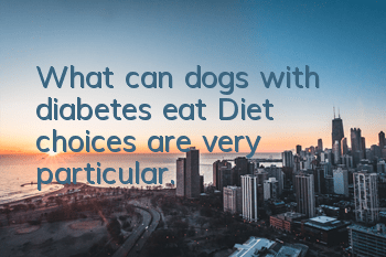 What can dogs with diabetes eat? Diet choices are very particular.