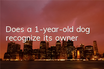Does a 1-year-old dog recognize its owner?