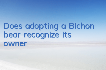 Does adopting a Bichon bear recognize its owner?