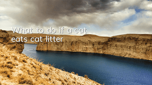 TWhat to do if a cat eats cat litter