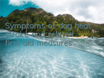 TSymptoms of dog heat stroke and related first aid measures