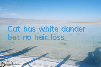 Cat has white dander but no hair loss