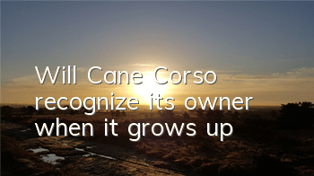 Will Cane Corso recognize its owner when it grows up?