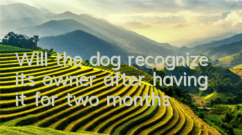 Will the dog recognize its owner after having it for two months?
