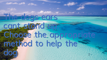 TThe dog’s ears can’t stand up. Choose the appropriate method to help the dog!