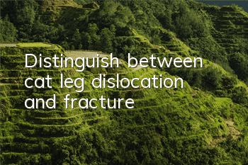 Distinguish between cat leg dislocation and fracture