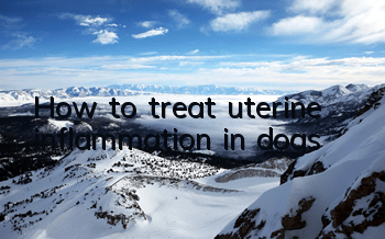THow to treat uterine inflammation in dogs?