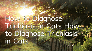How to Diagnose Trichiasis in Cats How to Diagnose Trichiasis in Cats