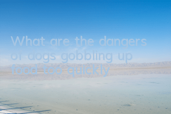 What are the dangers of dogs gobbling up food too quickly?