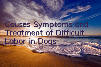 TCauses, Symptoms and Treatment of Difficult Labor in Dogs