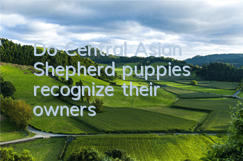TDo Central Asian Shepherd puppies recognize their owners?