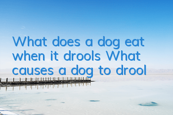 TWhat does a dog eat when it drools? What causes a dog to drool?